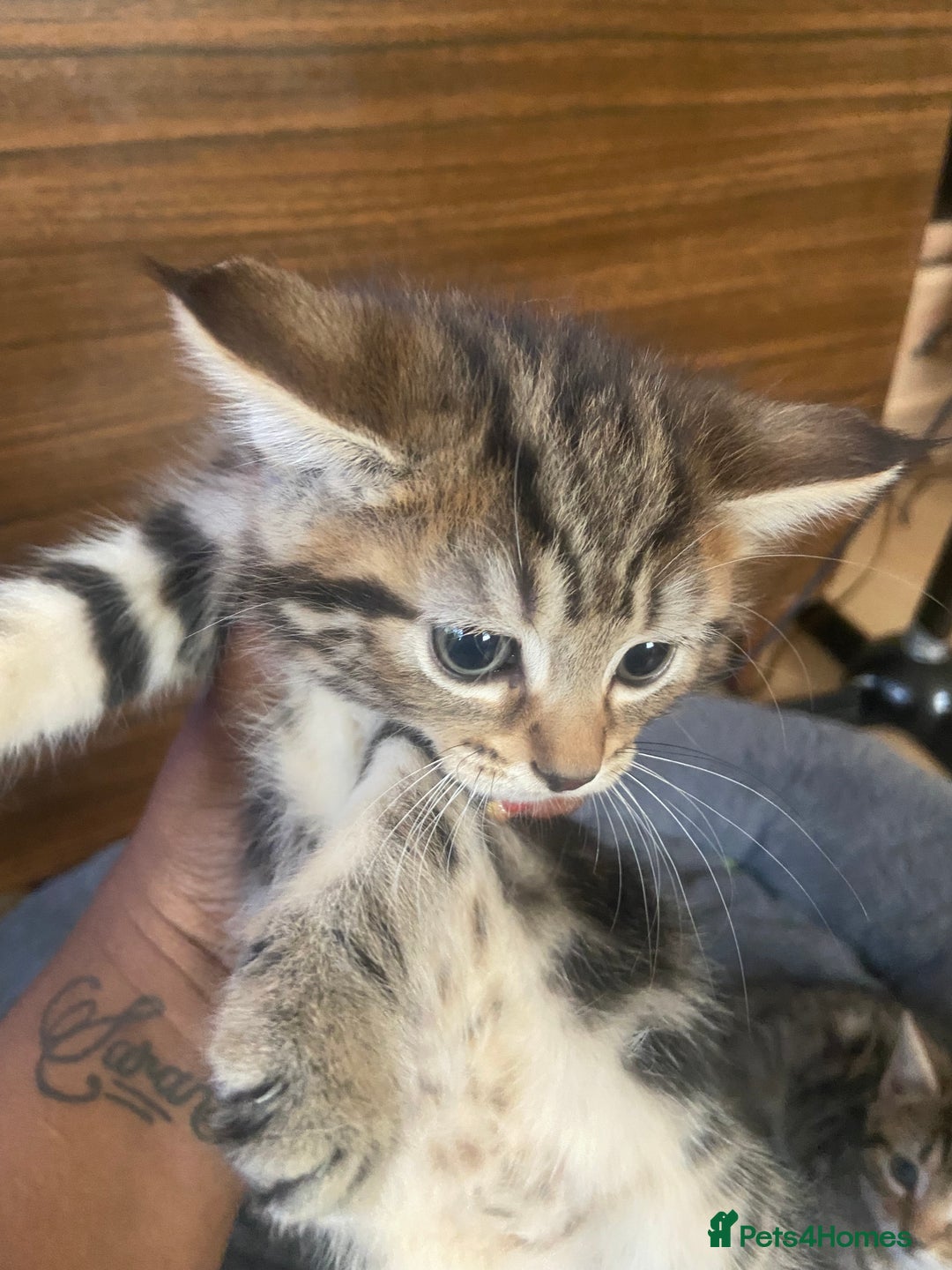 British Shorthair cats for sale: English tabby kittens for sale  - Image 2