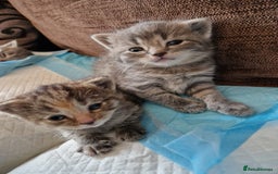 Mixed Breed cats for sale: 4 Beautiful kittens ready for loving home  ♥️ - Image 16
