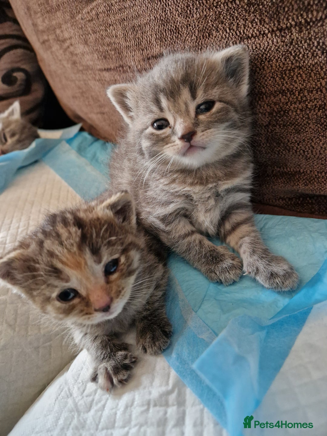 Mixed Breed cats for sale: 4 Beautiful kittens ready for loving home  ♥️ - Image 16