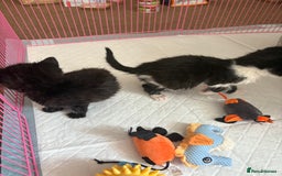Domestic Shorthair cats for sale: Two kittens  - Image 2