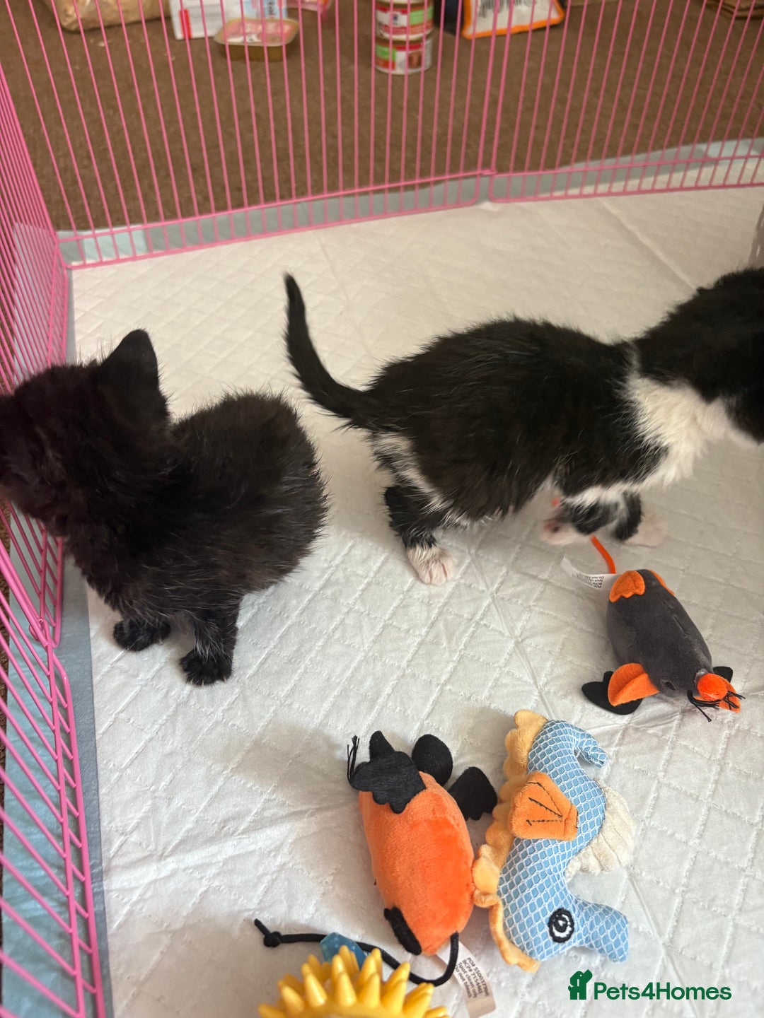 Domestic Shorthair cats for sale: Two kittens  - Image 2