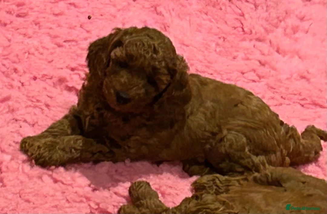 Miniature Poodle dogs for sale: Beautiful KC Female Miniature Poodles Pups - Advert 1