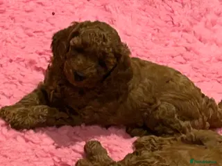 Miniature Poodle dogs Beautiful KC Female Miniature Poodles Pups - Advert 7