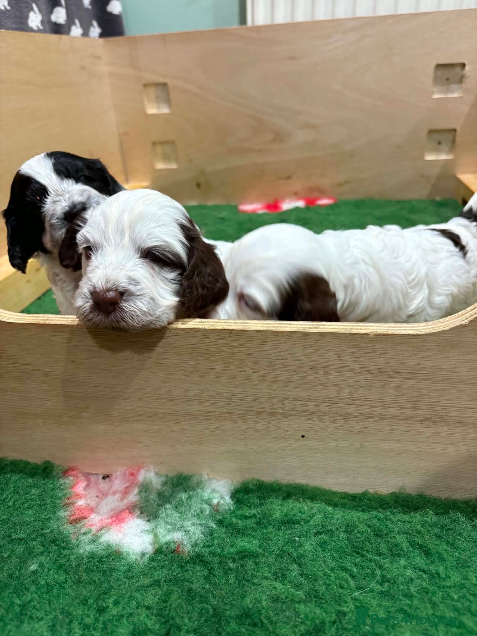 Cockapoo dogs Beautiful F1 Cockapoo Puppies! - Advert 13