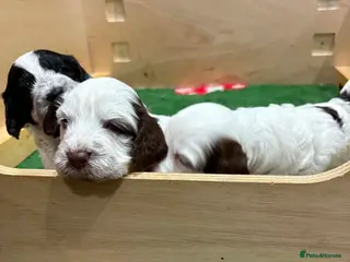 Cockapoo dogs Beautiful F1 Cockapoo Puppies! - Advert 4
