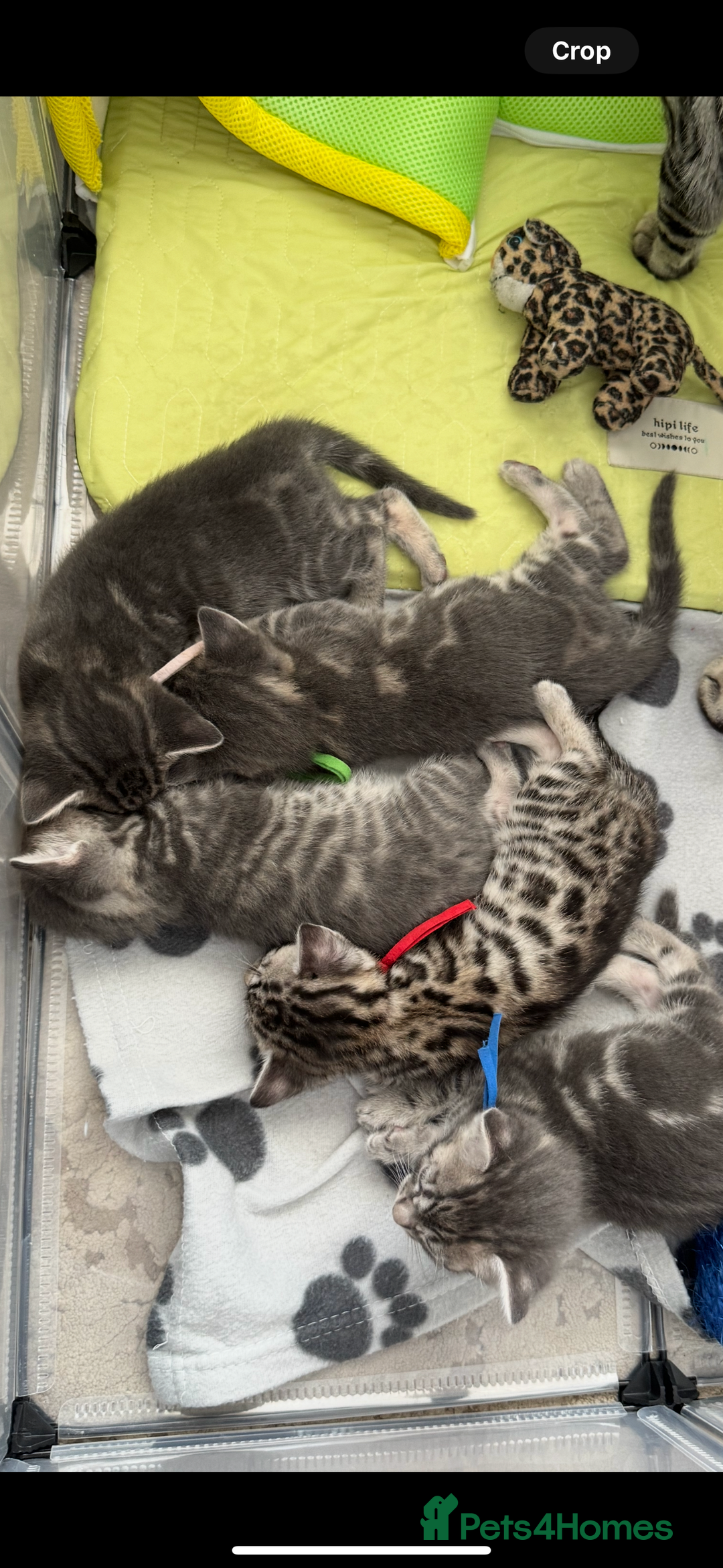Bengal cats for sale: bengal cross kittens  - Image 7