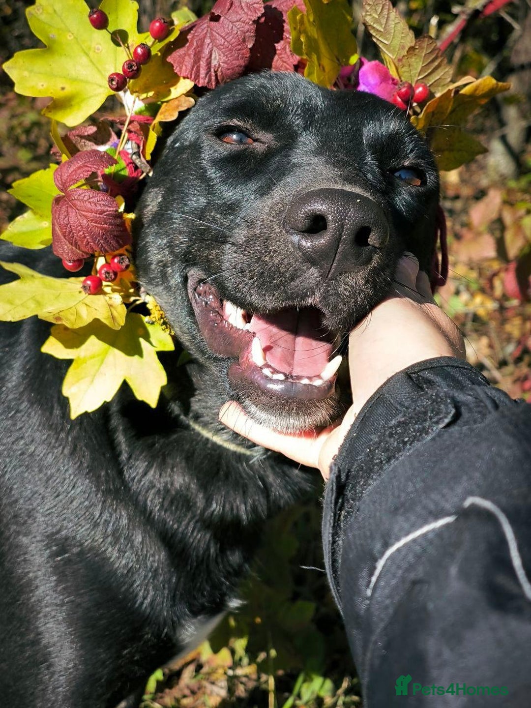 Mixed Breed dogs for adoption: 💖🐶 BLACKY 🐶💖 - Advert 25