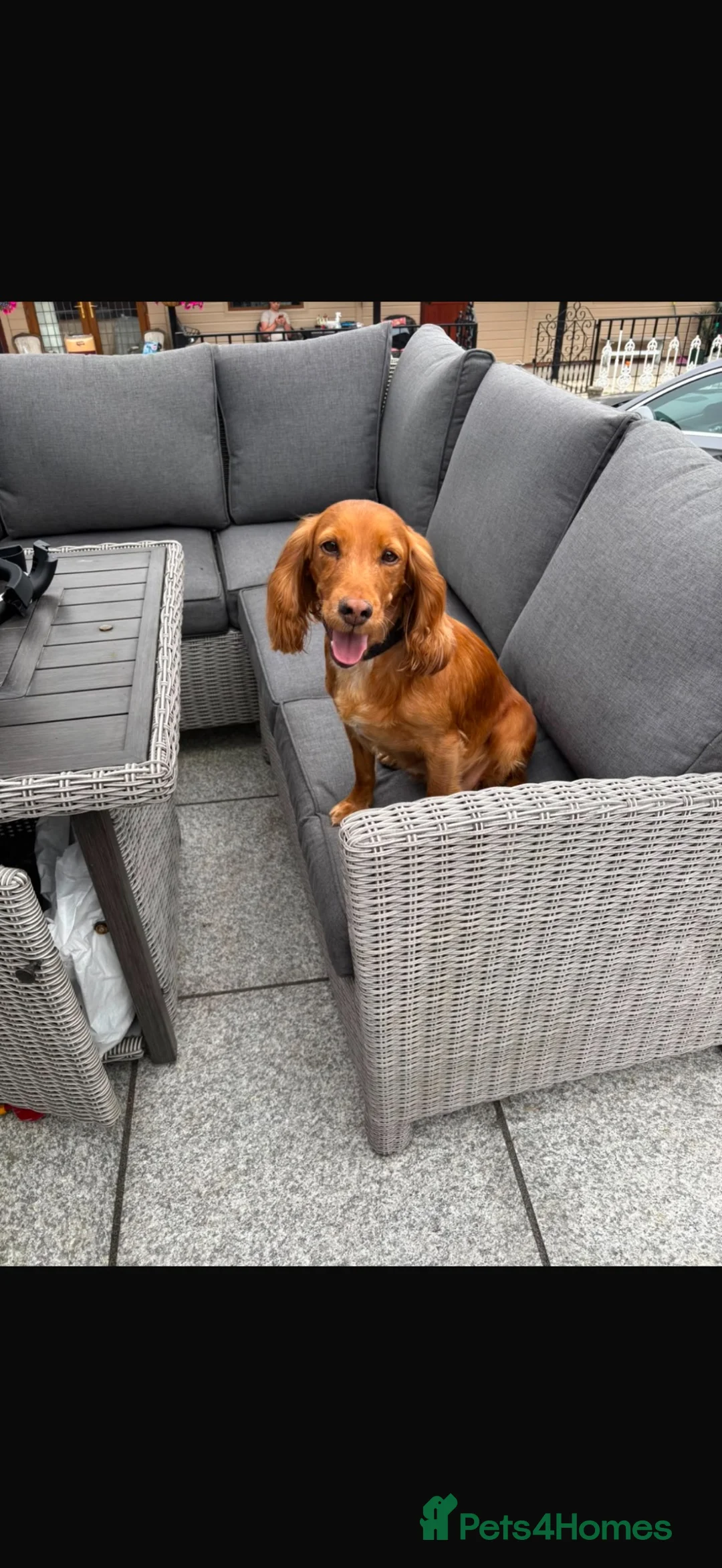 Cocker Spaniel dogs for sale: Cocker spaniel health tested and KC registered  - Advert 2
