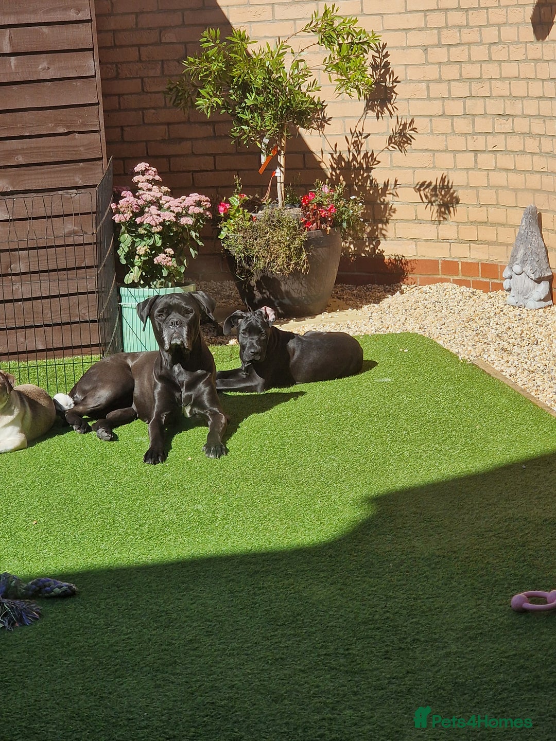 Cane Corso dogs for sale: Halime - Image 3