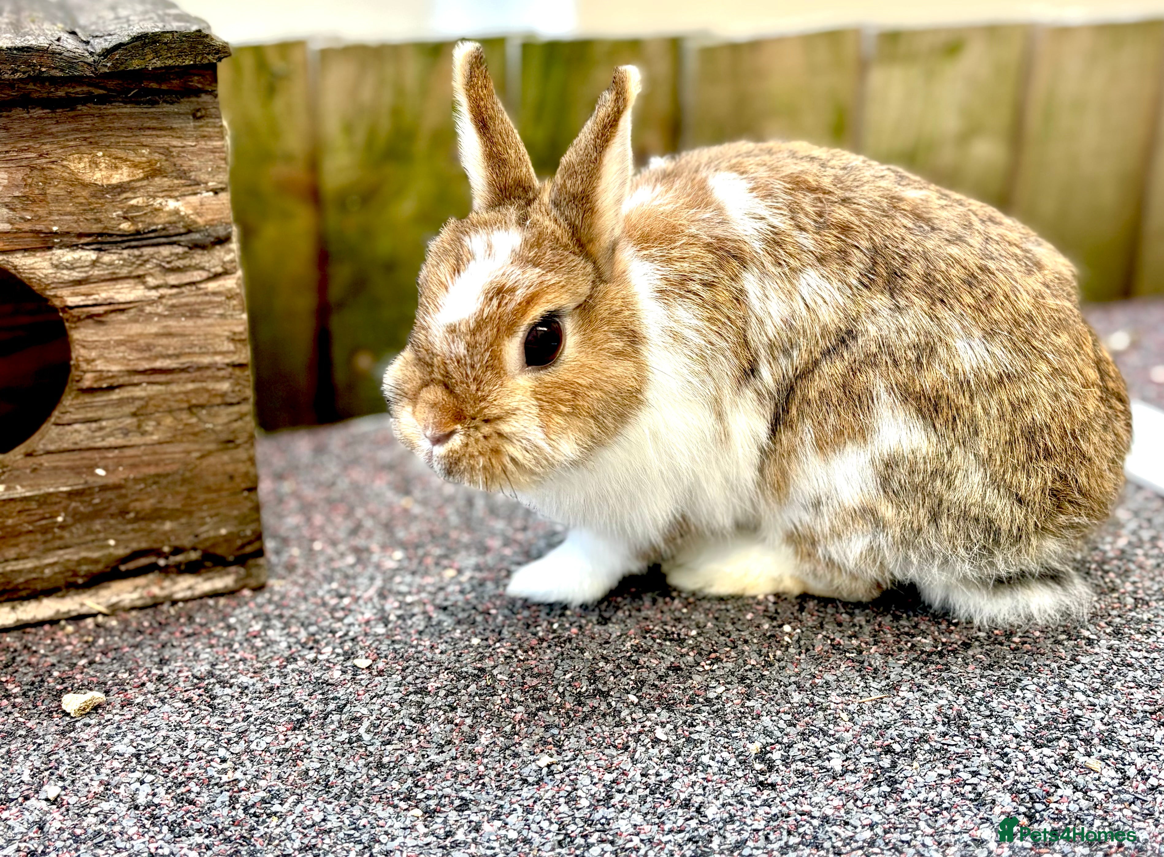 Netherland Dwarf rabbits Netherlands dwarf doe - Advert 1