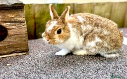 Netherland Dwarf rabbits for sale: Netherlands dwarf doe - Image 1