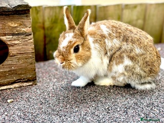 Netherland Dwarf rabbits Netherlands dwarf doe - Advert 1