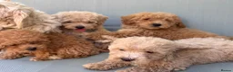 Mixed Breed dogs for sale: Rare Stunning Toy Cavapooshon Family Bred Puppies in Maidstone - Advert 8