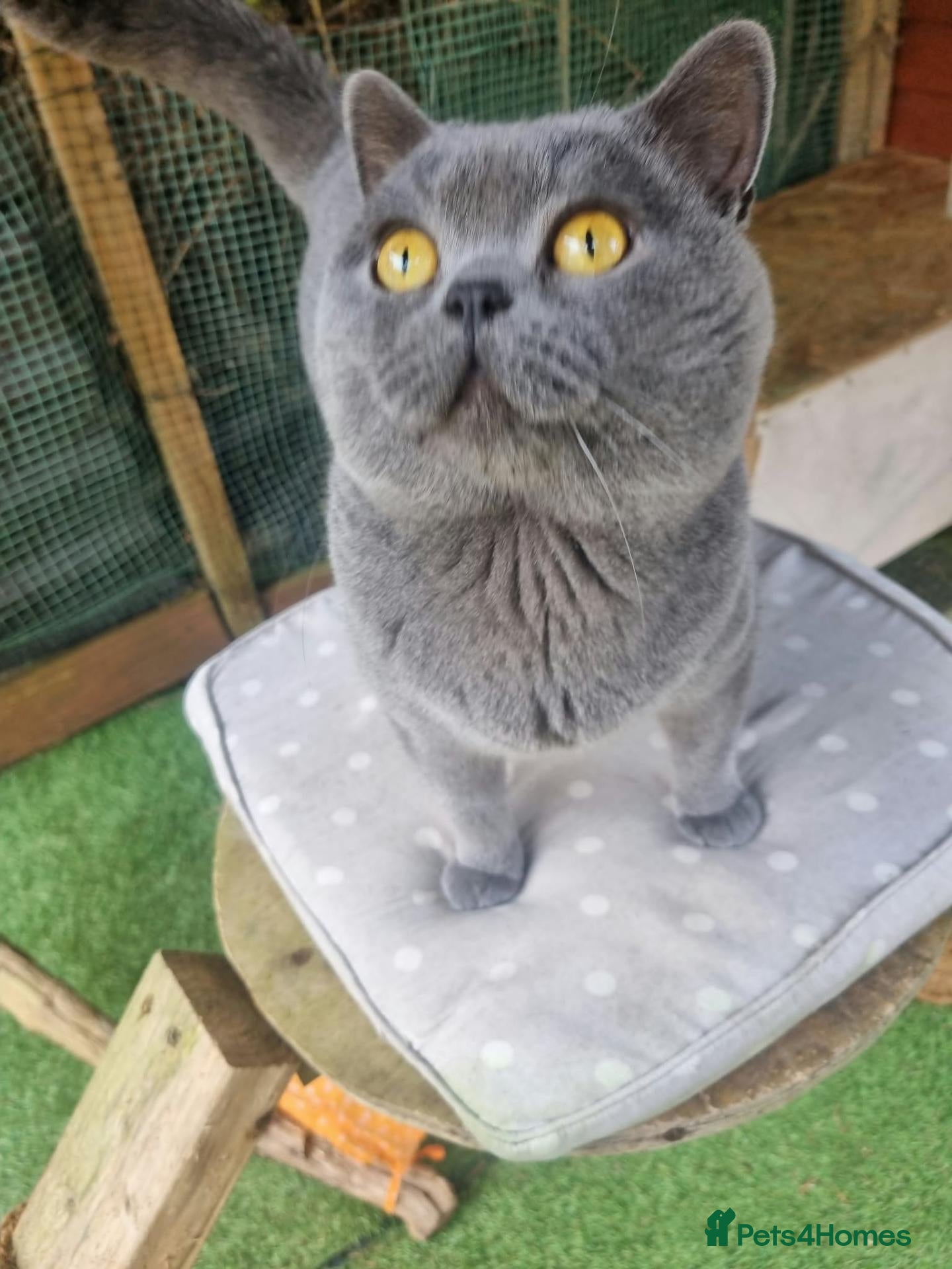 British Shorthair cats British Blue Shorthair – Active Proven Stud Boy 💙 - Advert 6