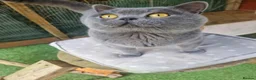 British Shorthair cats for sale: British Blue Shorthair – Active Proven Stud Boy 💙 - Advert 1