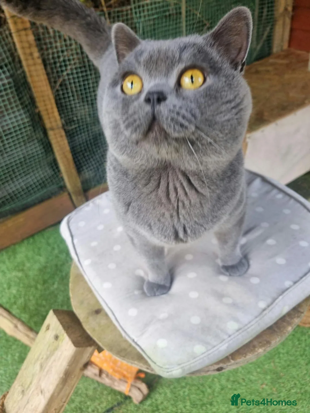 British Shorthair cats for sale: British Blue Shorthair – Active Proven Stud Boy 💙 - Advert 1