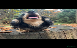 Miniature Dachshund dogs for sale: Highest quality champion line cream long haired  - Image 9