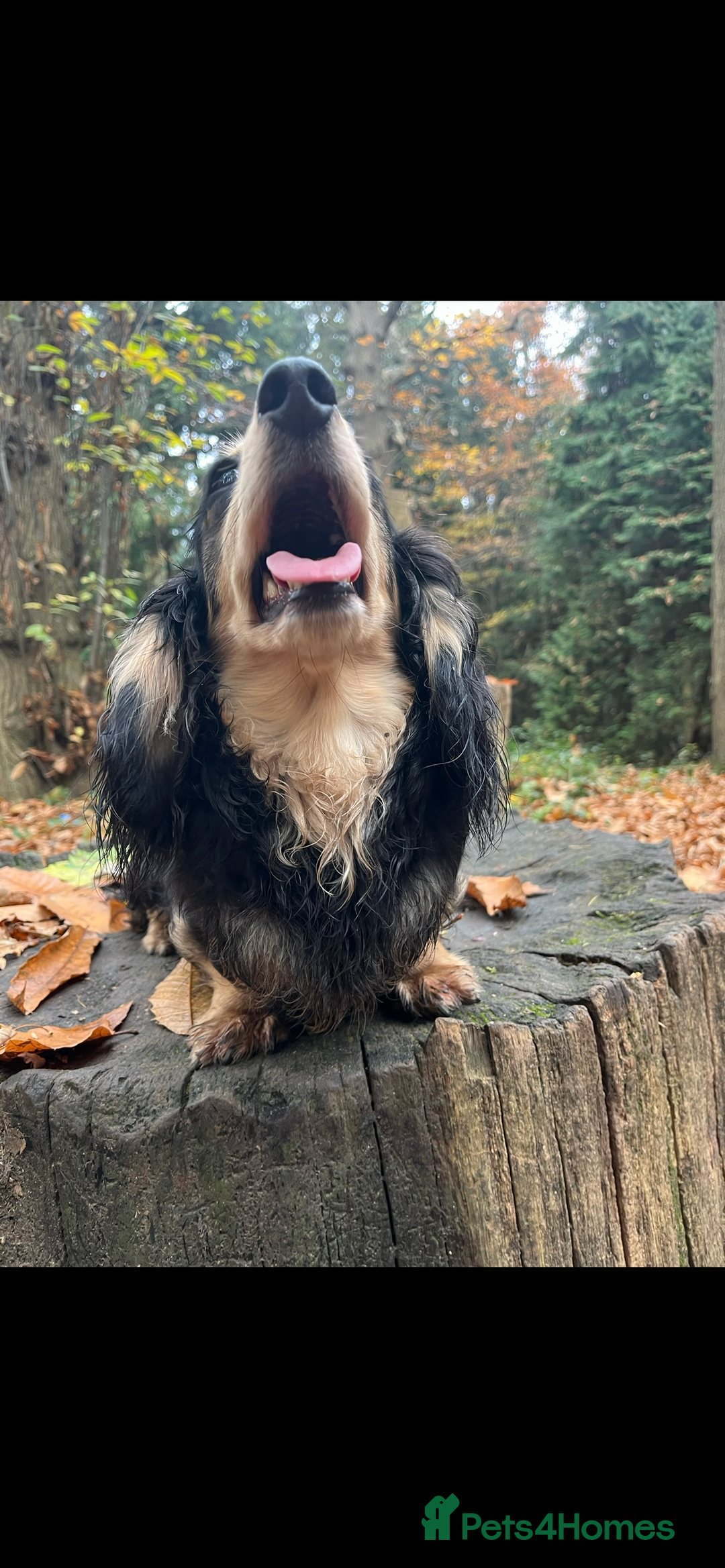 Miniature Dachshund dogs for sale: Highest quality champion line cream long haired  - Image 9