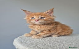 Maine Coon cats for sale: 6 TICA-Registered Maine Coon Kittens Available - Image 2