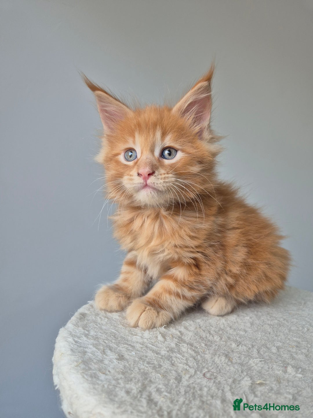 Maine Coon cats for sale: 6 TICA-Registered Maine Coon Kittens Available - Image 2