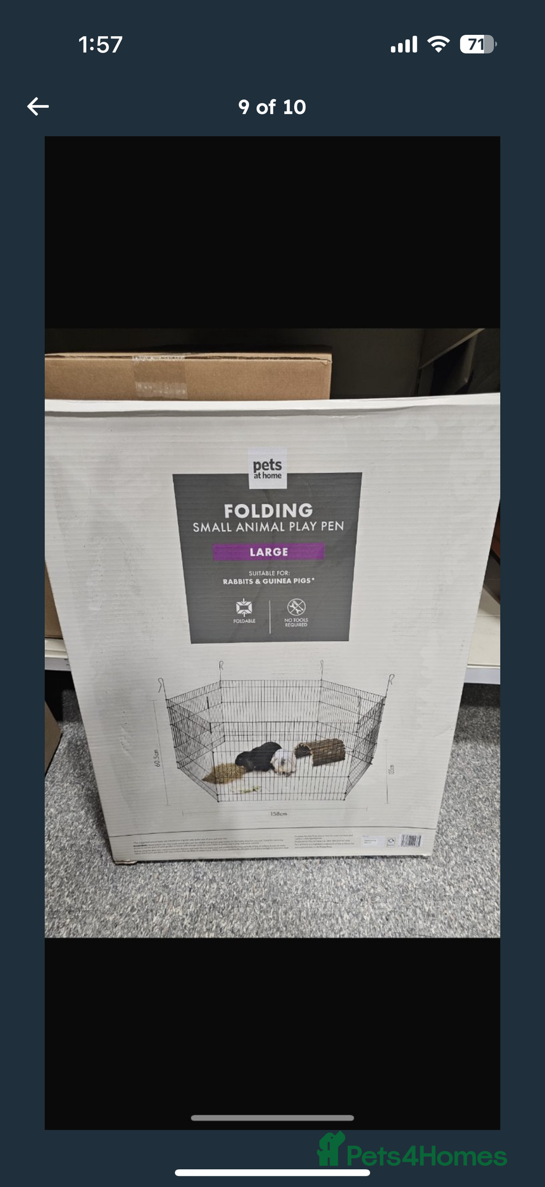 Guinea Pig rodents for sale: X2 male guinea pigs, everything included - Image 9