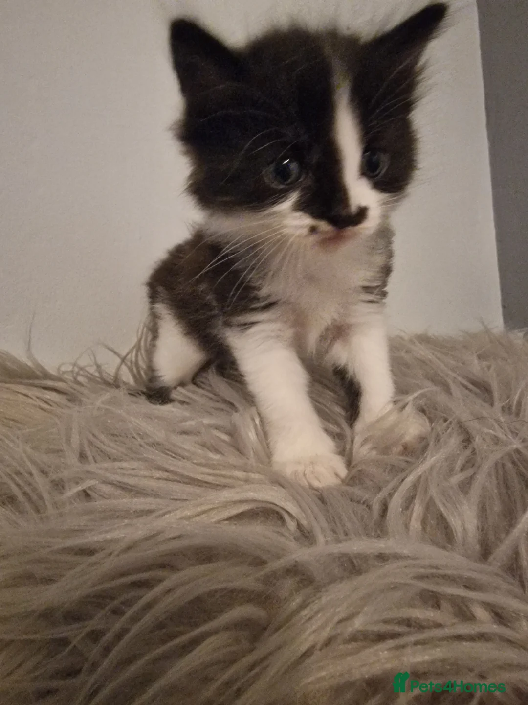 Mixed Breed cats for sale: Long haired kittens - Advert 7