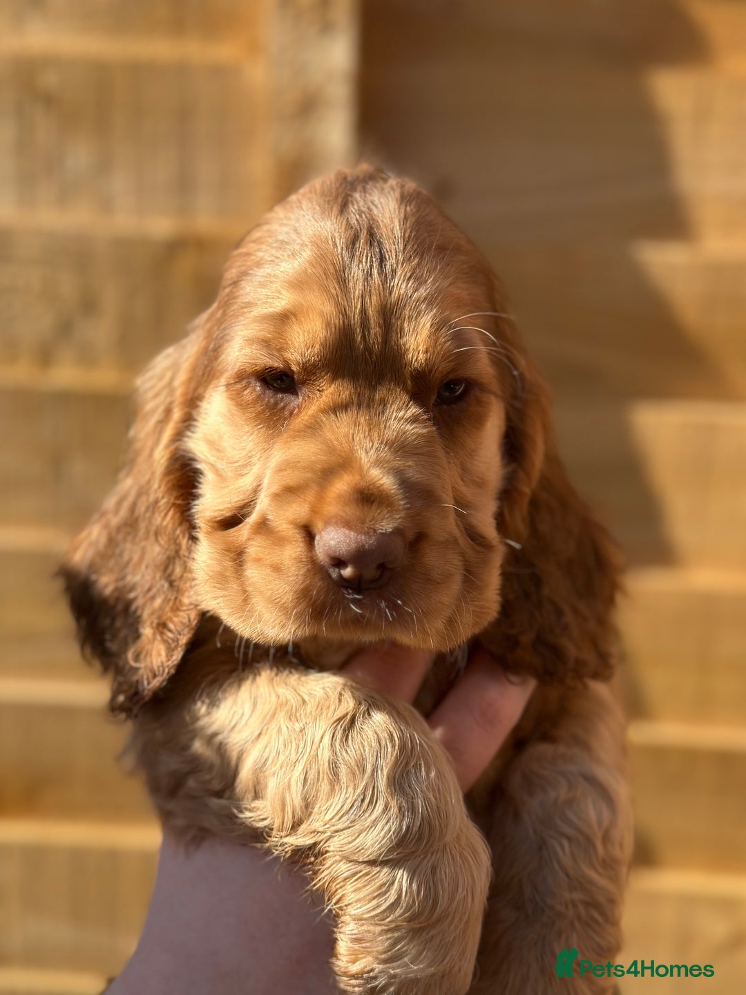 Cocker Spaniel dogs for sale: Show cocker spaniel pups health tested - Image 5