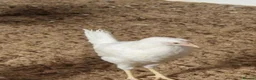 Mixed Breed poultry for sale: 50 hybrid laying hens  - Advert 5