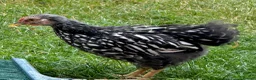Chickens poultry for sale: 1 rare vorwerk 2 Sweedishflower, lace Wyandotte  in Telford - Advert 10