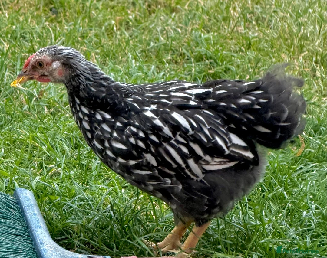 Chickens poultry for sale: ROO’s Swedish Flower, Vorwerk, Polish & More!  - Advert 13