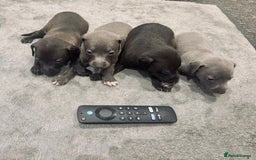 Italian Greyhound dogs for sale: Itlaian greyhound puppy's for sale - Image 5