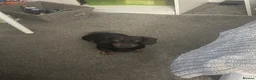 Dachshund dogs for sale: Scotty re homing  - Advert 7