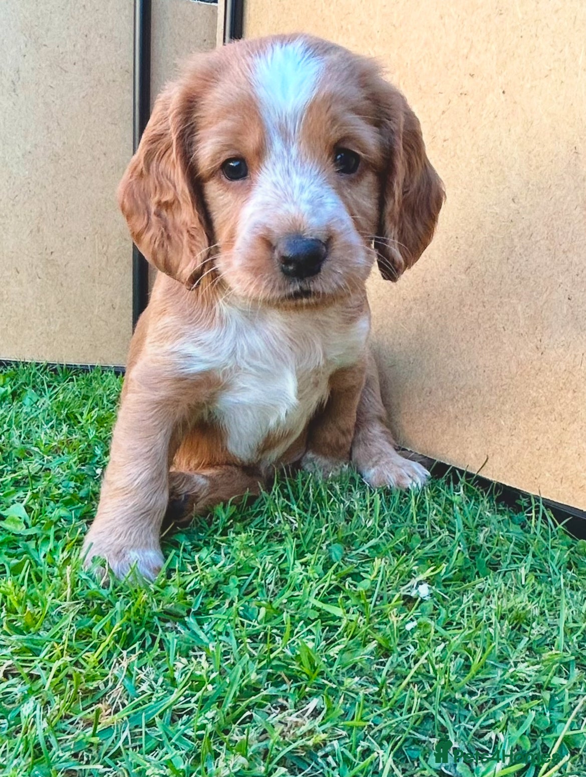 Cocker Spaniel Puppy 2