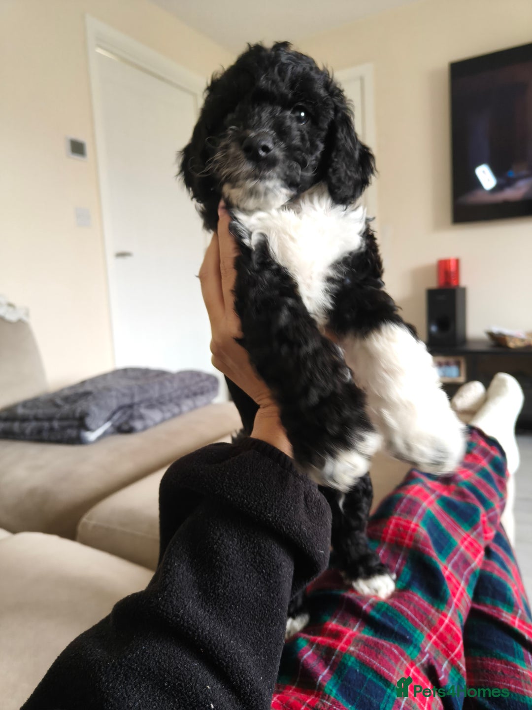 Cockapoo dogs for sale: F1b Cockapoo Puppies Last 3 Available – Ready Now. - Advert 21