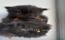 Persian cats for sale: Chinchilla Persian kittens  - Image 2