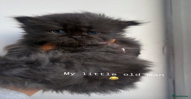 Persian cats - Advert 4