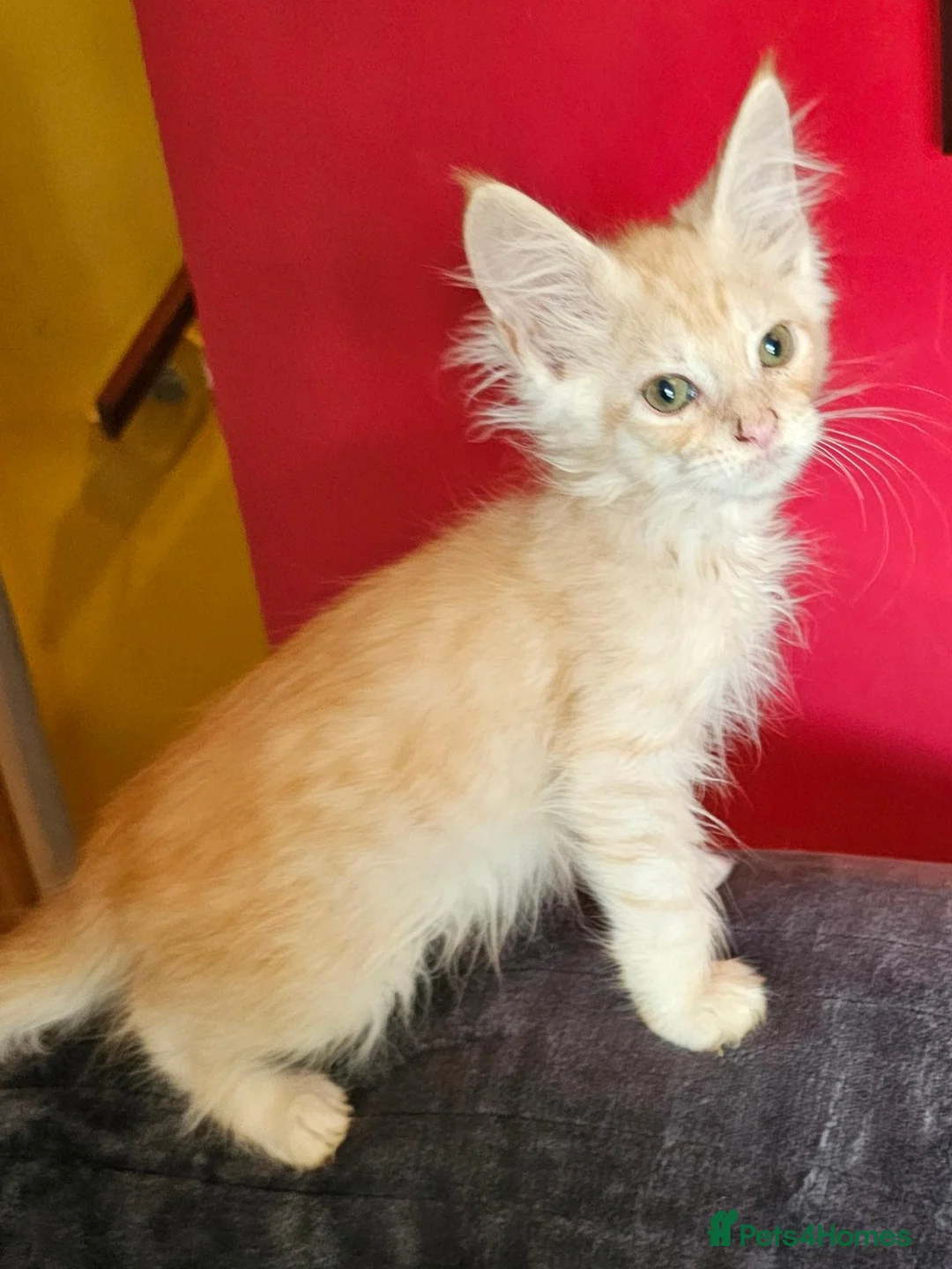 Maine Coon cats for sale: 2 stunning Mainecoon kittens  - Advert 2