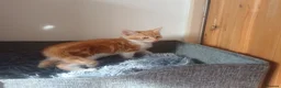 Mixed Breed cats for sale: Wonderful Kittens🥰🥰🥰 - Advert 8
