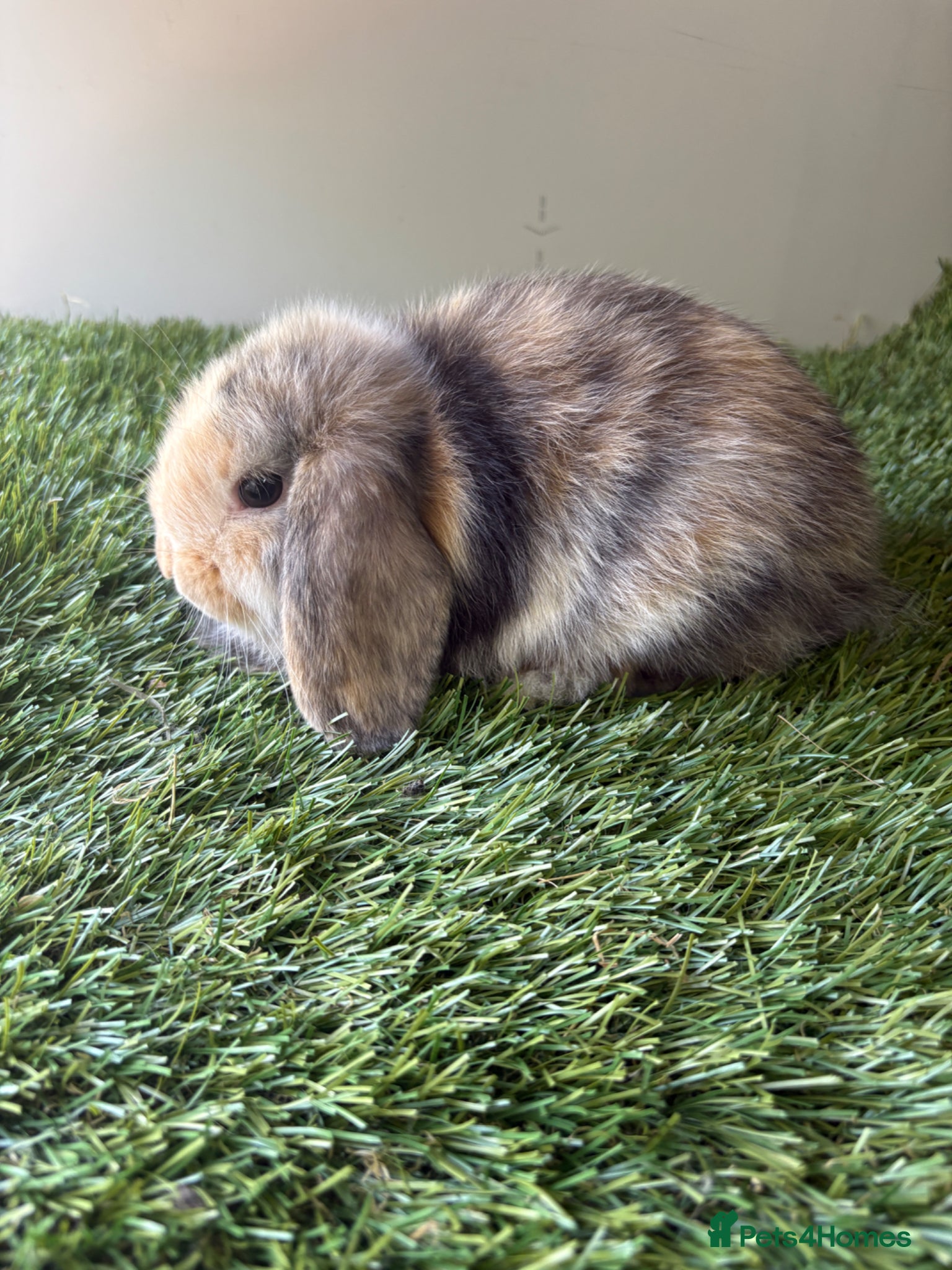 Mini Lop rabbits for sale: Mini lop baby rabbits  - Advert 8