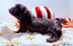 Shih Tzu dogs for sale: 3x Beautiful Pedigree Imperial Shih Tzu Girls - Advert 31