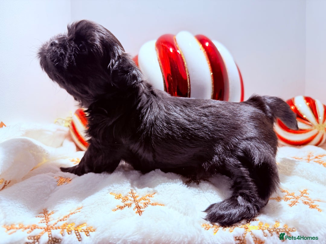 Shih Tzu dogs for sale: 3x Beautiful Pedigree Imperial Shih Tzu Girls - Advert 31