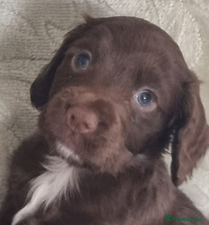 Cocker Spaniel dogs Cocker spaniel pups - Advert 1