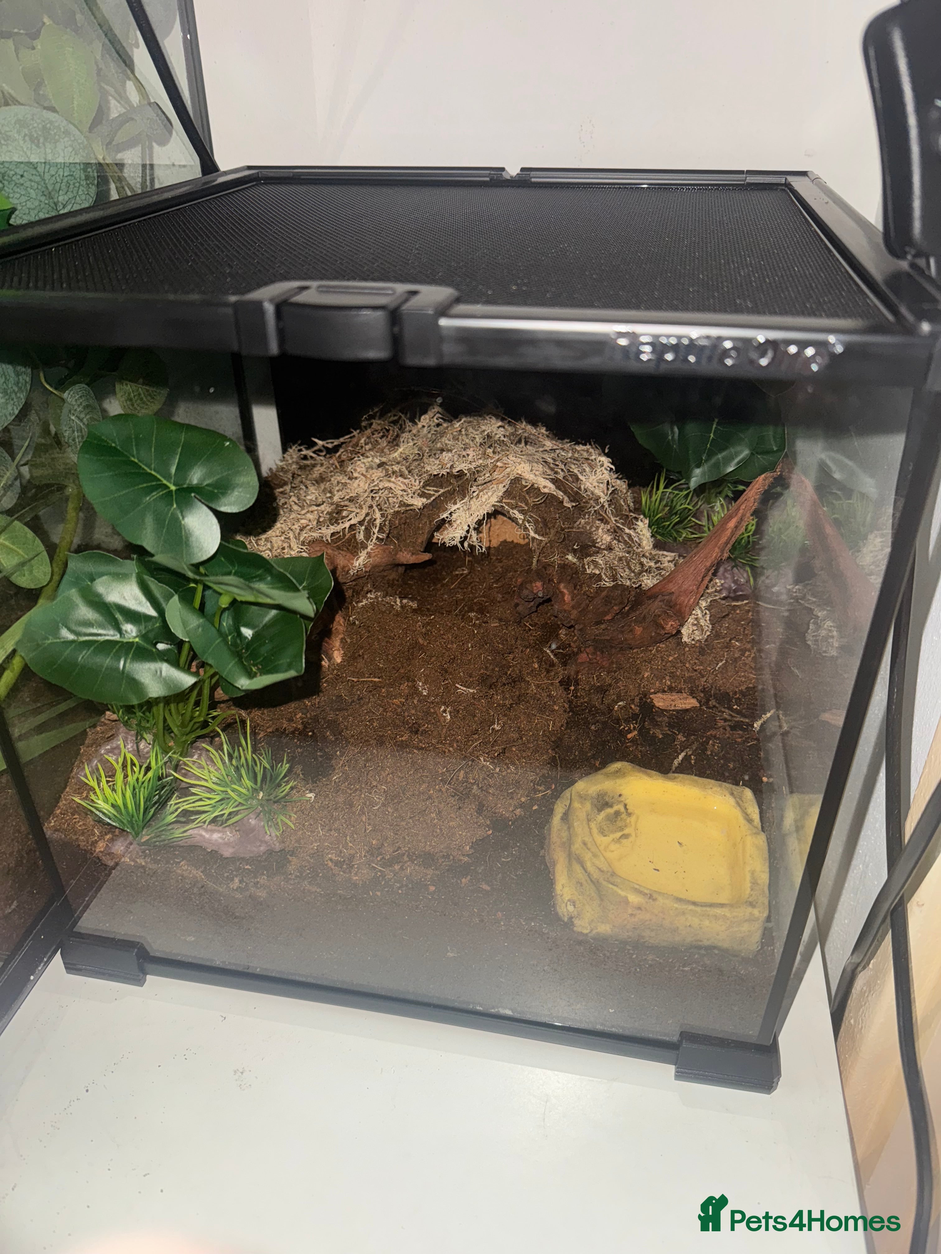 Tarantulas invertebrates Columbian red leg tarantula with full set up - Advert 1