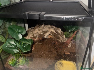 Tarantulas invertebrates Columbian red leg tarantula with full set up - Advert 3