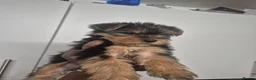 Yorkshire Terrier dogs for sale: 5 beautiful full breed yorkies for sale - Advert 22