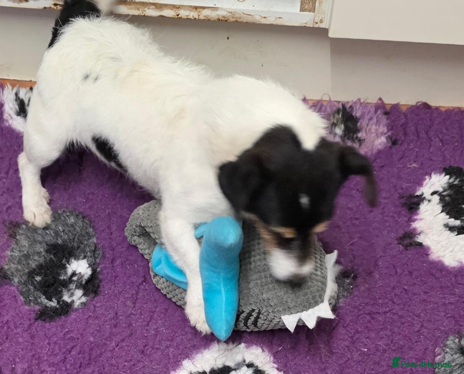 Jack Russell dogs Bred From Health Tested Parents. - Advert 2