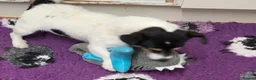 Jack Russell dogs for sale: Bred From Health Tested Parents. - Advert 2