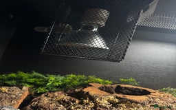 Snake reptiles for sale: Hognose snake and set up - Image 7