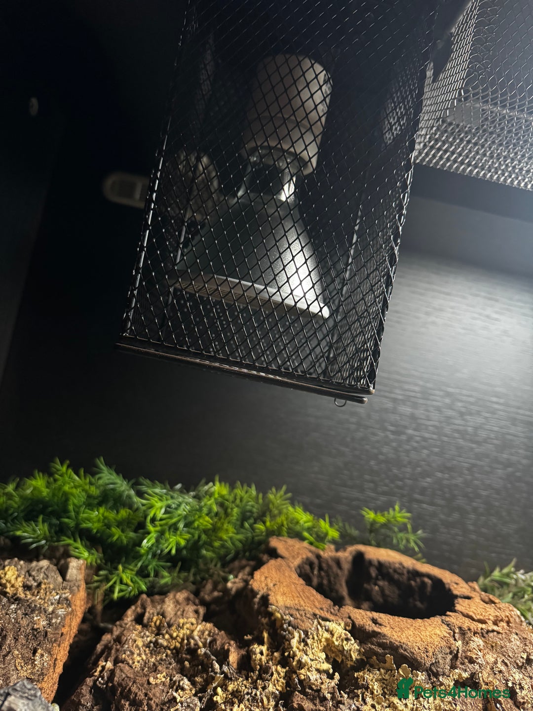 Snake reptiles for sale: Hognose snake and set up - Image 7