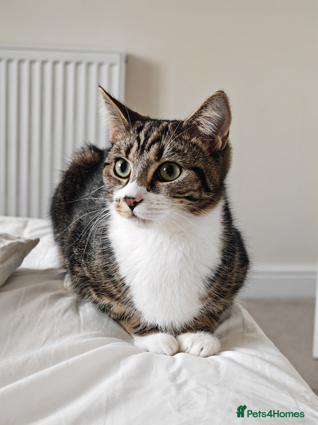 Mixed Breed cats for sale: Bonded pair of 1 year old kittens - Advert 3